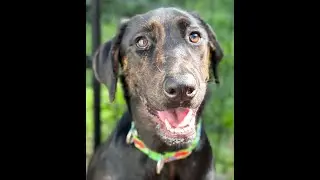Unlock Happiness with Trained Dogs and Puppies for Adoption in Hawaii @BalancedObedience , Oahu