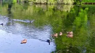 Утки и лысухи