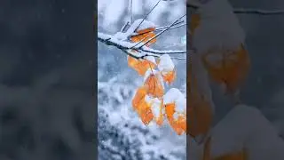 Красота