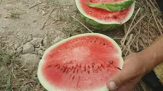 Tarvuz pishti🍉🍉🍉🍉🍉🍉👍