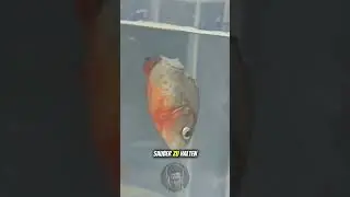 Nobody believed this fish would survive 😳🐠