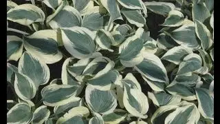 25 Killer Hosta by Larry Hatch