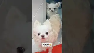#тикток #собака #pets #cat #чихуахуа