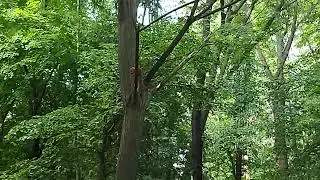 Киев, Голосеево, белка в парке