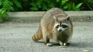 Starved Rock Raccoon