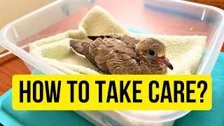 How To Take Care Of A Baby Dove? Found a Baby Dove? Do THIS First!