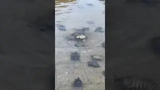 Tolong Woi sesak ni #kurakura #turtle