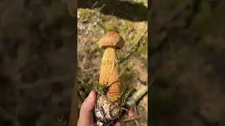 These mushrooms have TAKEN OVER the Belarusian forest!😱 Golden boletus! Disaster in Belarus!🇧🇾🤯