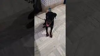 Rodwiller Shepherd doesn't like calling other dog's name