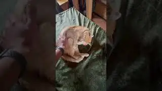 ВАСЮ ВОЗЬМЁМ?🐈 #shorts #кот #поход