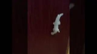 Лизун в деле