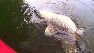 Big Catfish devours Duck