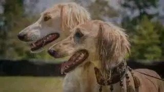 Upcoming 'J' Litter Announcement