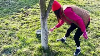 How to prepare whitewash for trees at home? Whitewashing trees with your own hands
