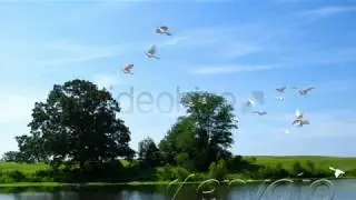 Flying doves (pack Vol.3) - After Effects Template