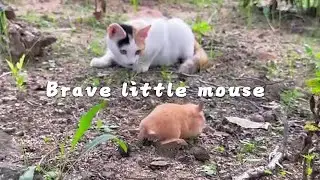 A brave little mouse #cutepet #cat