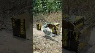 Unique quick bird trap #youtubeshorts #shorts