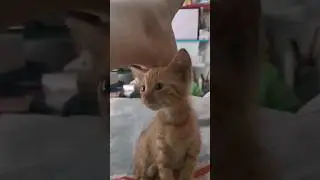 Rufus e le cocccole "cat