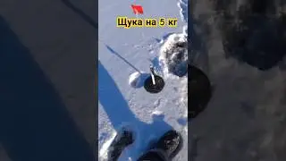 Первый лёд 2024 щука 5 кг на жерлицу