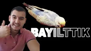 MUHABBET KUŞU BAYILTMA (UYUTMA)