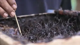 PANEN MADU KELULUT