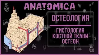 Histology of bone tissue / Osteon and organization of bone tissue / Osteology