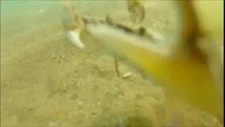 Краб нападает на долбика.