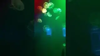 fiesta de medusas