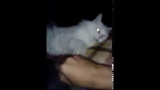 pushusha CAT FIGHT