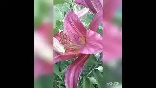Шикарная лилия!