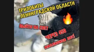 Трилобиты и другие. УВИДЕТЬ СВЕТ через 450 миллионов лет! Кто жил до нас под Петербургом ?
