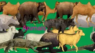Wildlife Animals Stampede Green Screen Blue Screen Best HD Wildlife Animals Green Screen Video