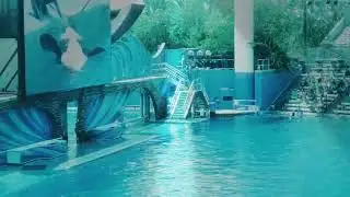 greatest killer whale party eveeeeeerrrrrrrr!!!!!!!
