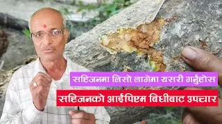 sahijan ma liso lagema kasari upchar garne || सहिजनमा लिसो लागेमा कसरी उपचार गर्ने ? #moringa