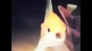Rap yapan japon balığı