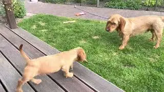 🐕 BFFs or Frenemies? Pup and Dog Playfully Wrestle Video 🇳🇱