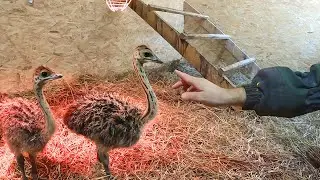 ПОПОЛНЕНИЕ! Дымоход исправили. 