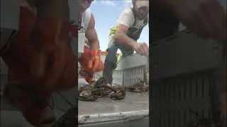 Which lobster is FASTER? #maine #lobster #strengthtest #seafood #interesting #didyouknow