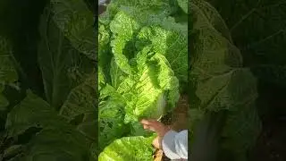 The first Chinese cabbage grown by us.