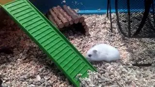 Переселение в новые условия