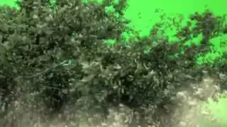 Green Screen FX, Tree Falling (Timber) 320p