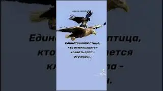 Ворон против Орла Tik Tok