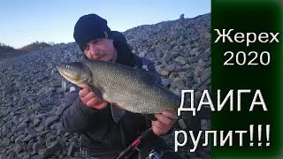 Жерех 2020 | Открытие сезона по белому хищнику | Даига МАЛЁК