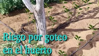 Riego por goteo en el huerto