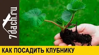 🍓 Как посадить клубнику (землянику садовую) осенью - 7 дач