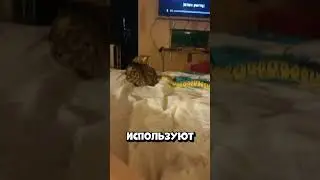Why a snake will never win a fight with a cat 