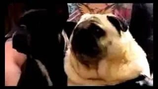 Собака зовёт Бетмена =DDDD.mp4