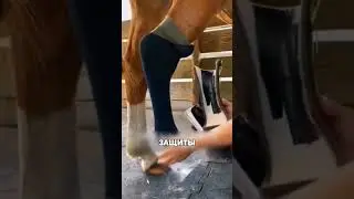 Зачем лошади одевать десять носков ПОДРЯД🥹🐴🧦