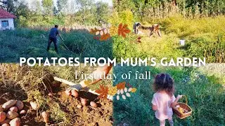 Harvesting Potatoes From Mum's Garden | First day of Fall | Farming with us #organic #farming