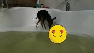 Very small dog in a very large bath.